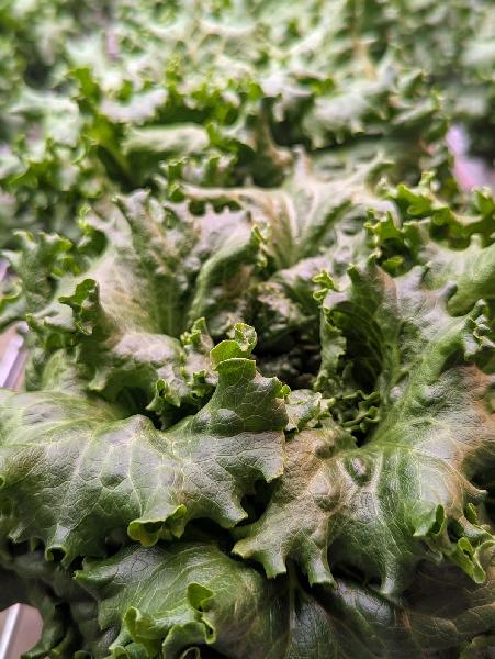 2 Laitue frisée locale 500 g