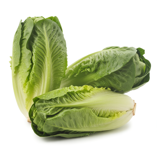 Coeur_De_Laitue_Romaine